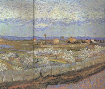 Vincent Van Gogh La Crau with Peach Trees in Blossom (nn04) Germany oil painting art